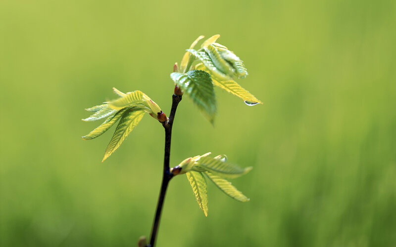 New Leaves on a Branch — Green, Serene