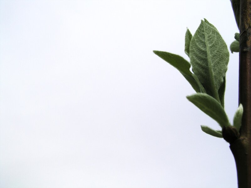 New Leaves on a Branch — Green