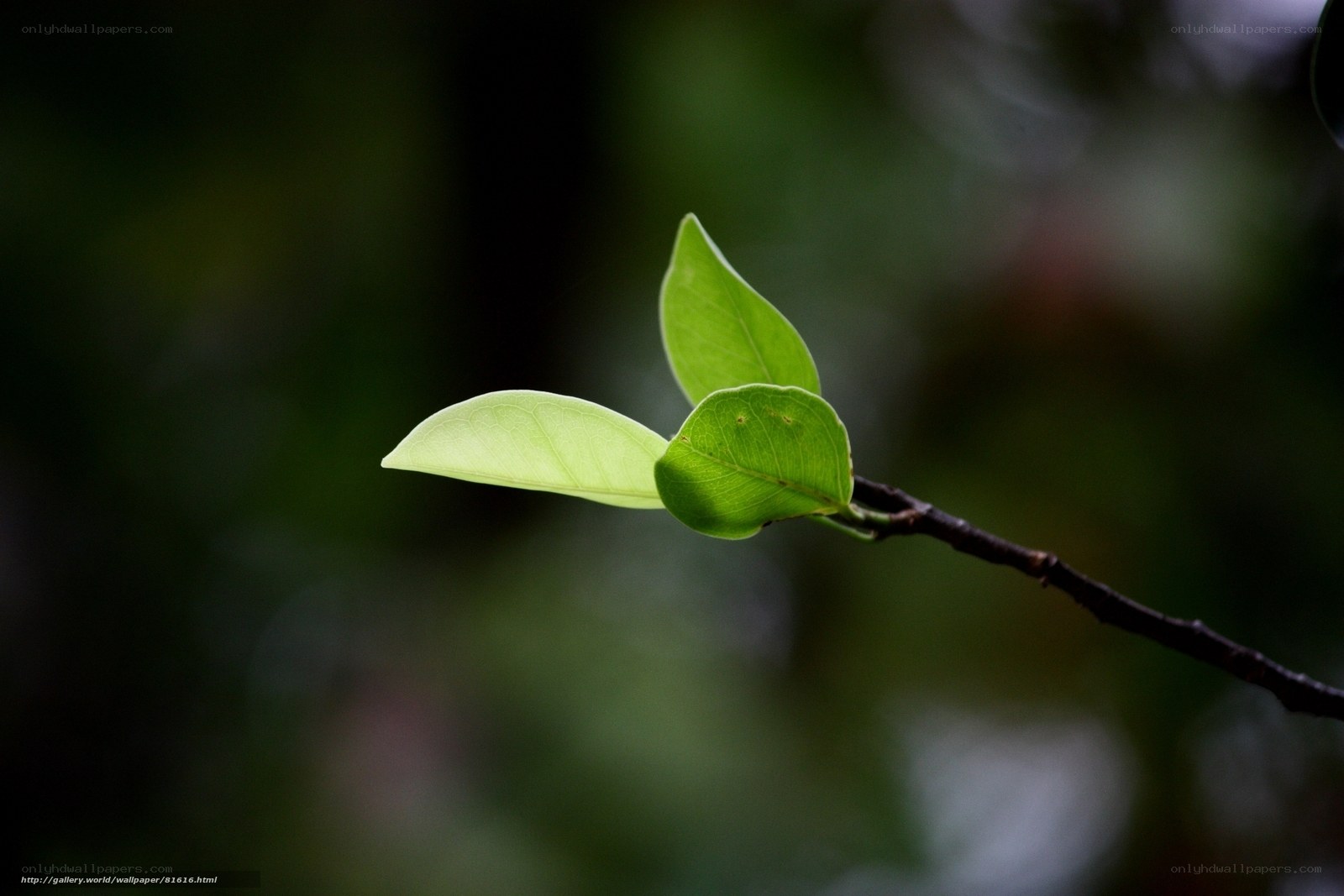 new leaves on a branch