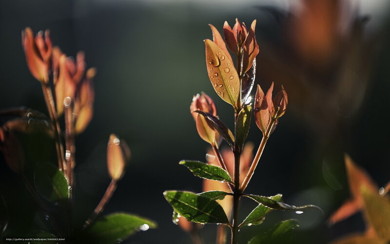 New Leaves on a Plant — Green
