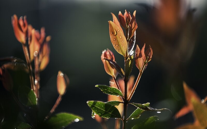 New Leaves on a Plant