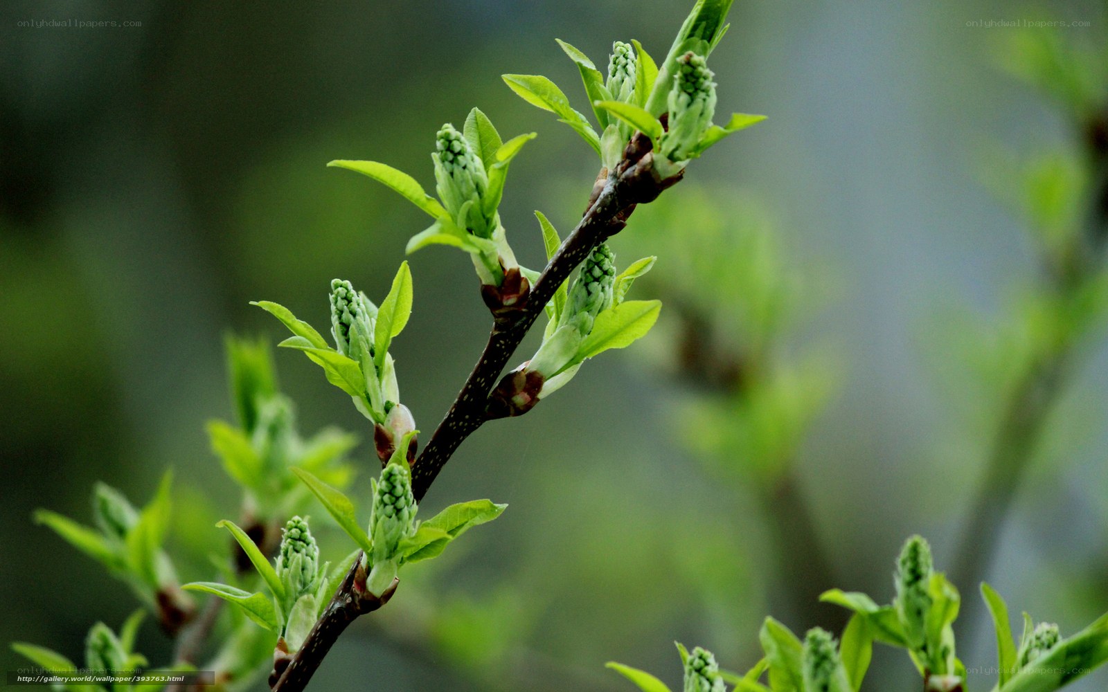 new leaves on a tree branch