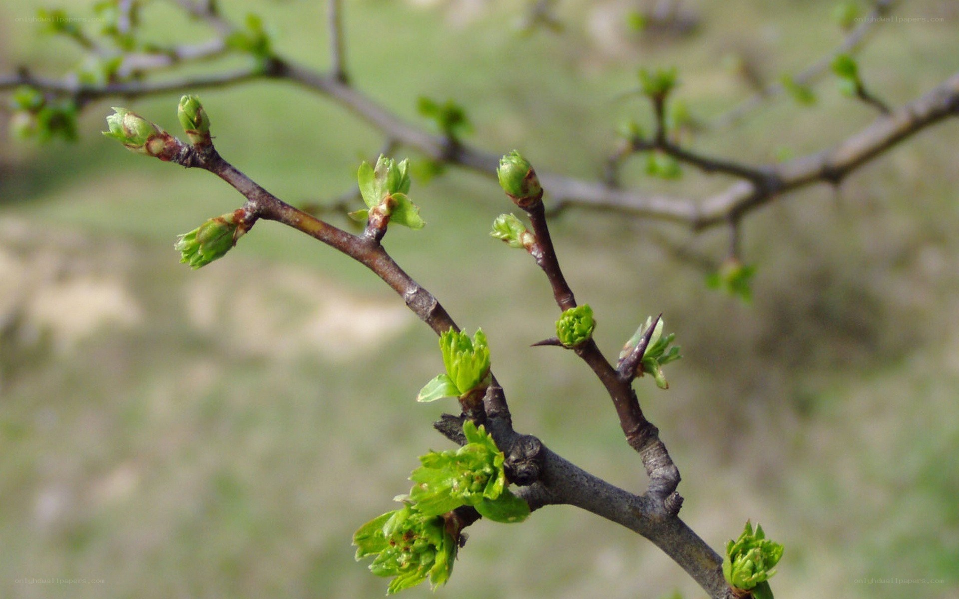 new leaves on a tree branch