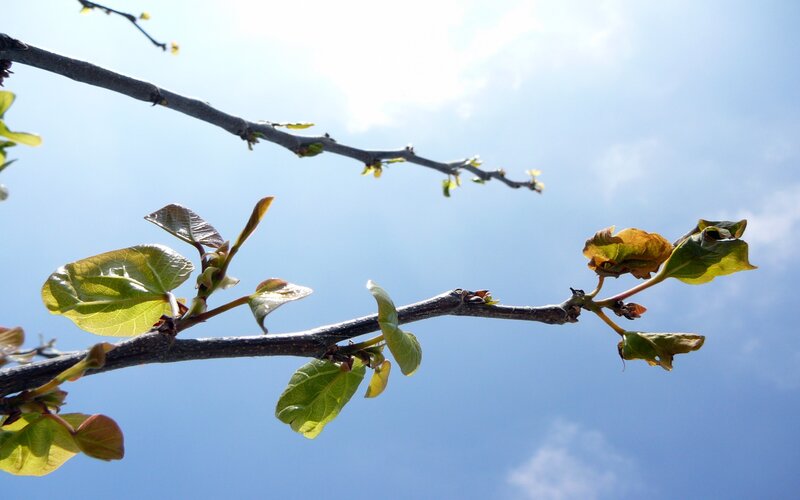 new leaves on a tree branch