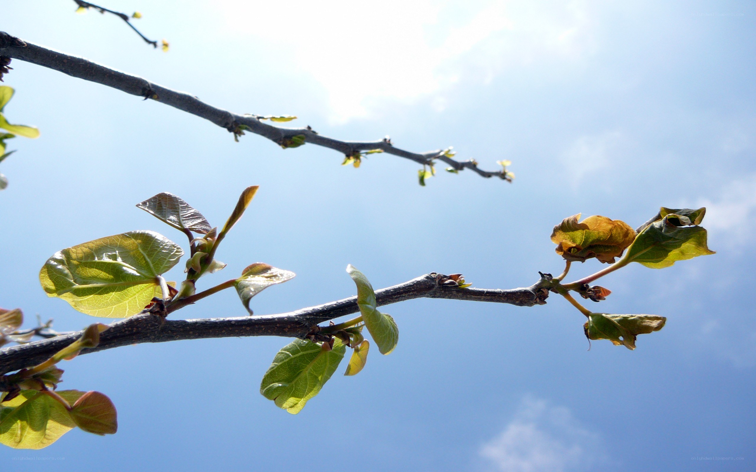 new leaves on a tree branch
