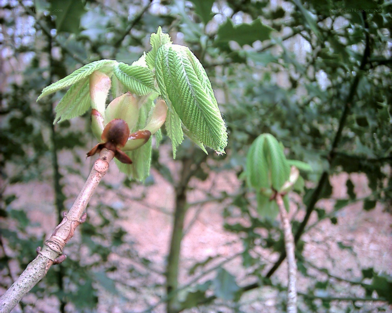 new leaves on a tree branch
