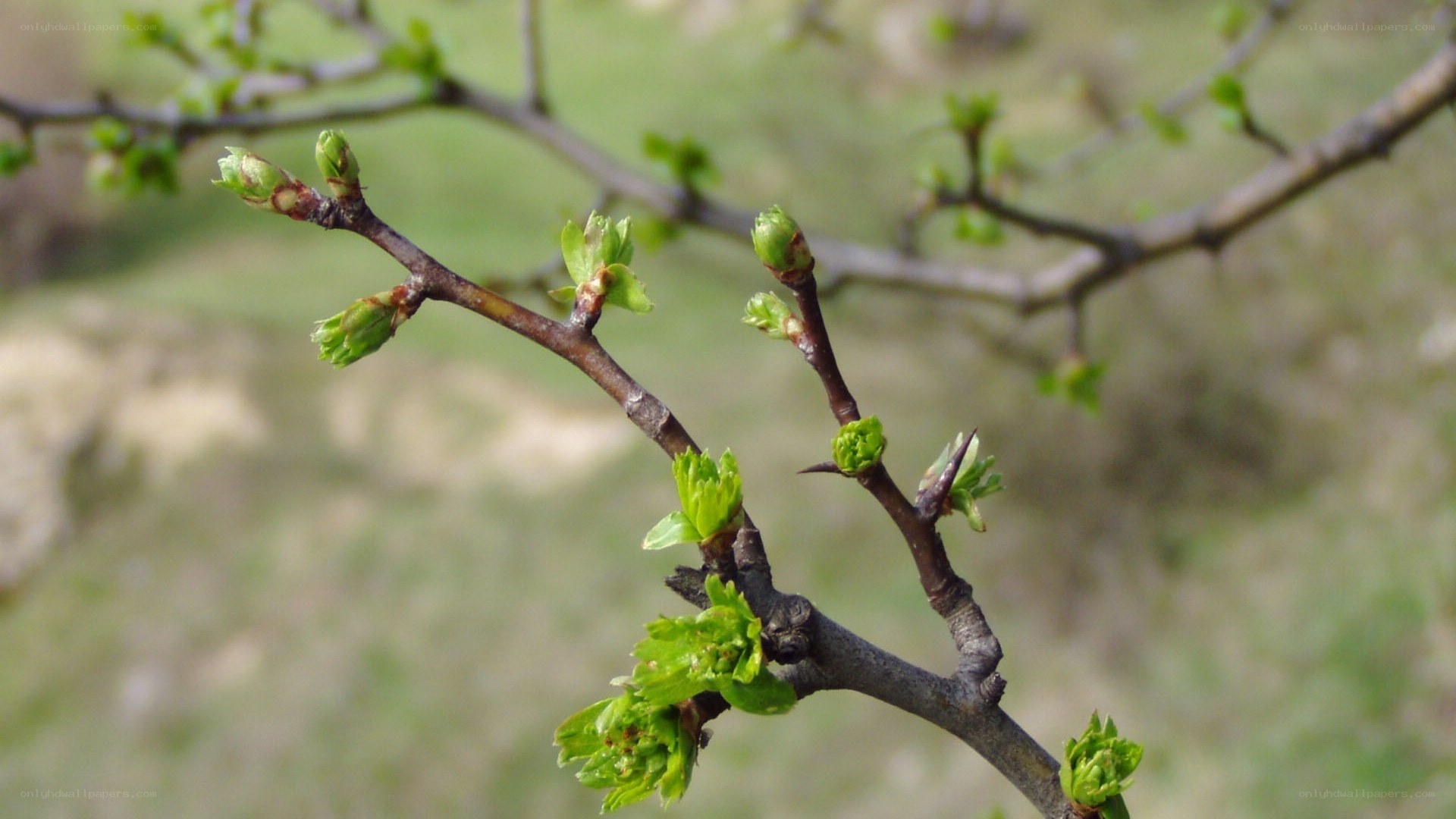 new leaves on a tree branch