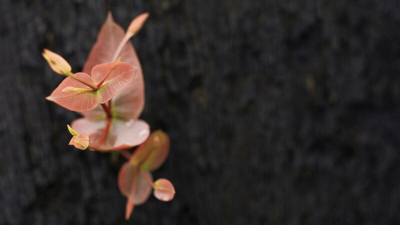 new leaves on a tree