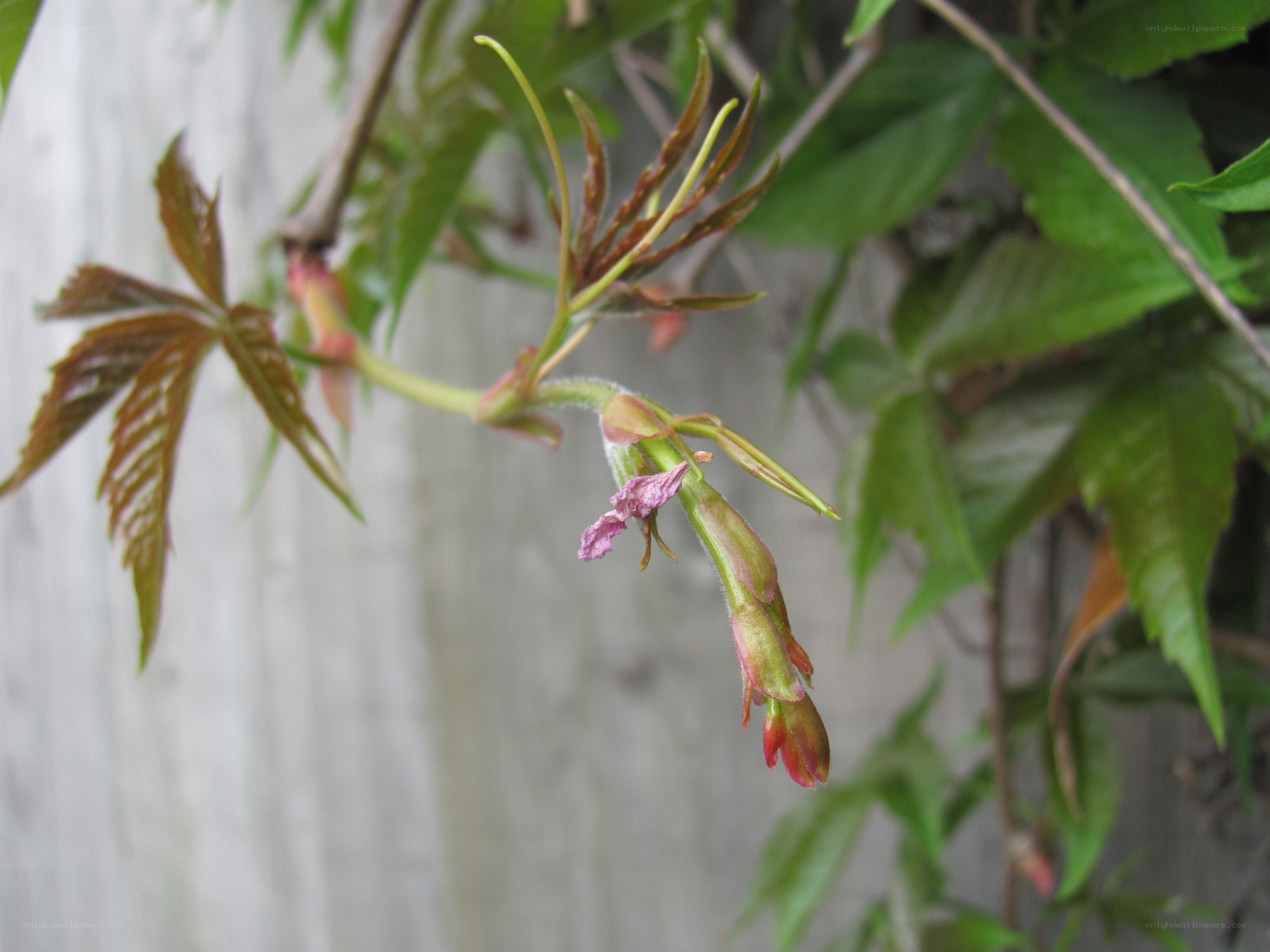 new leaves on a vine