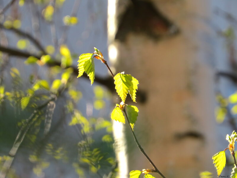 New Leaves on Birch Branch