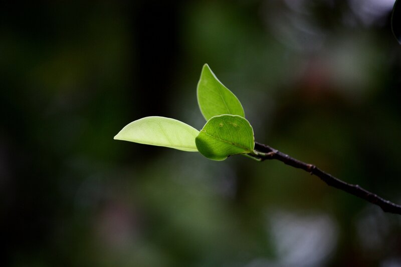 New Leaves on Branch