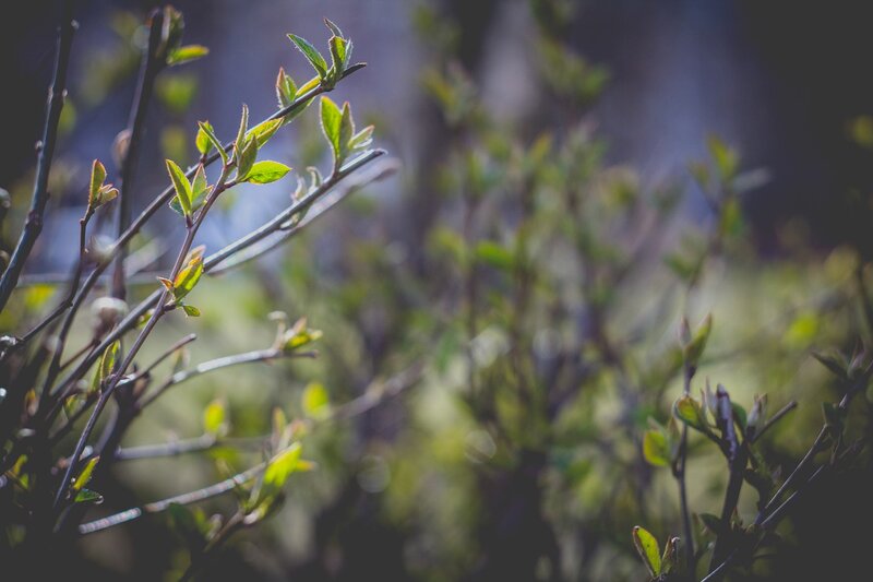 New Leaves on Branches — Green, Serene