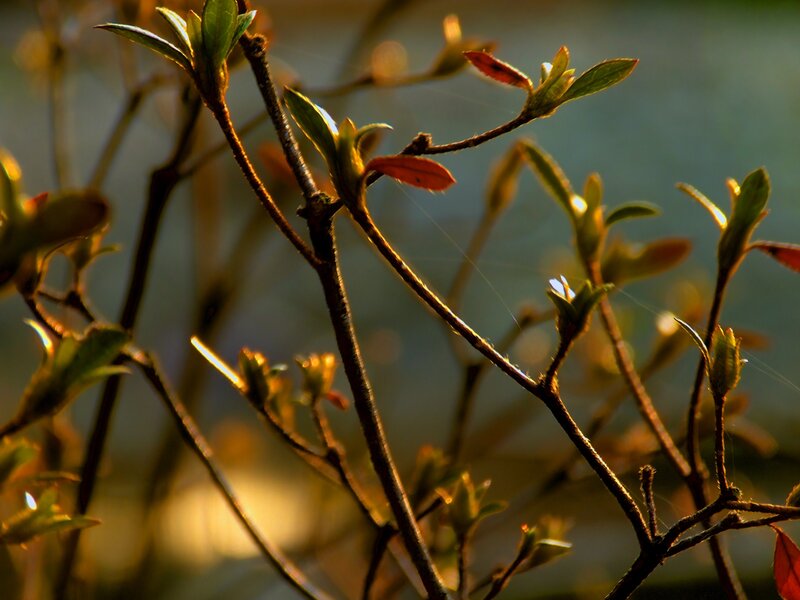 New Leaves on Branches — Green