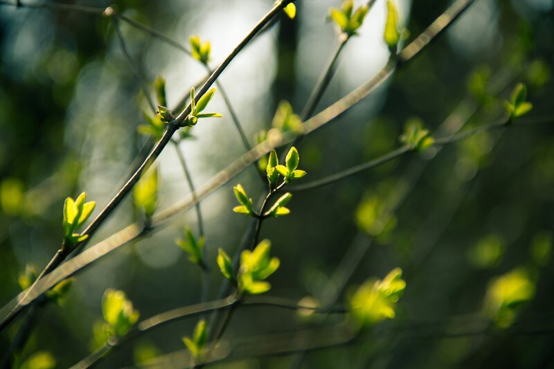 New Leaves on Branches