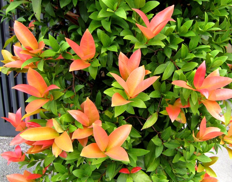 New Leaves on Bush