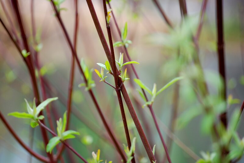 new leaves on red stems