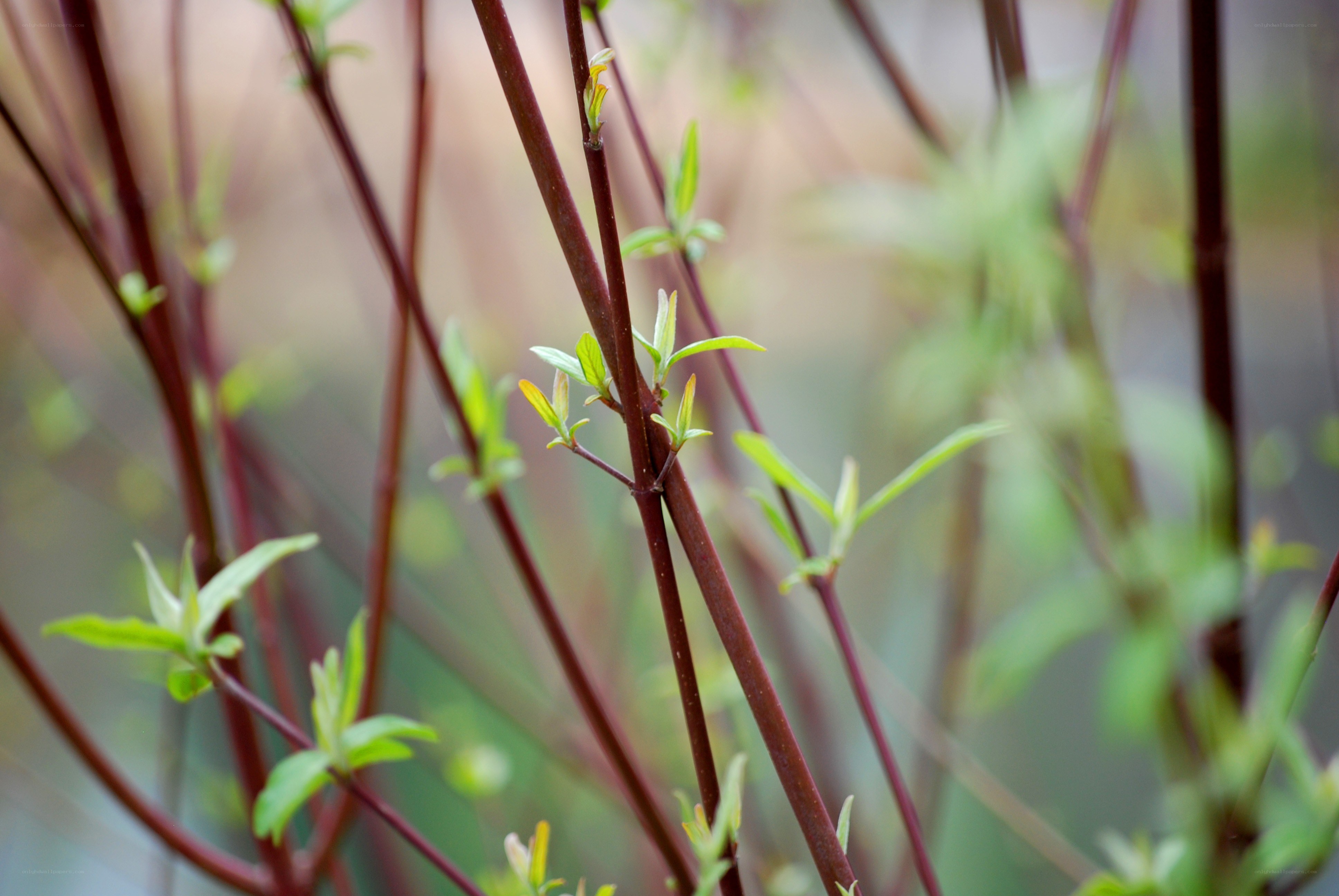 new leaves on red stems