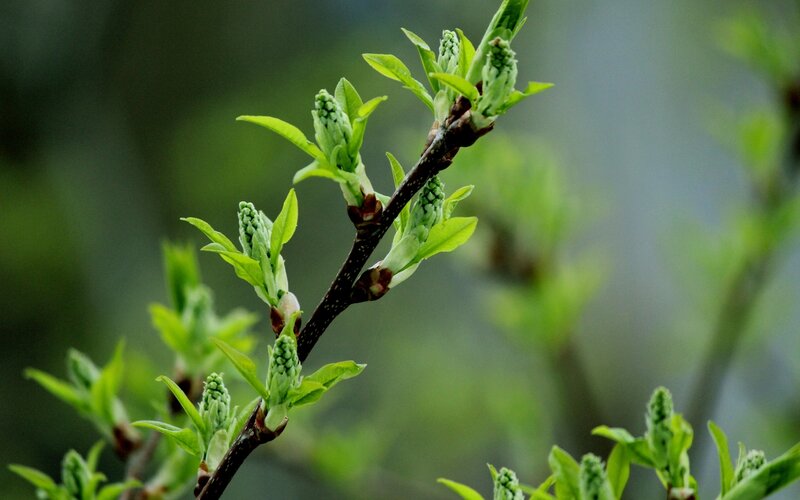 New Leaves on Tree Branch — Green, Calm