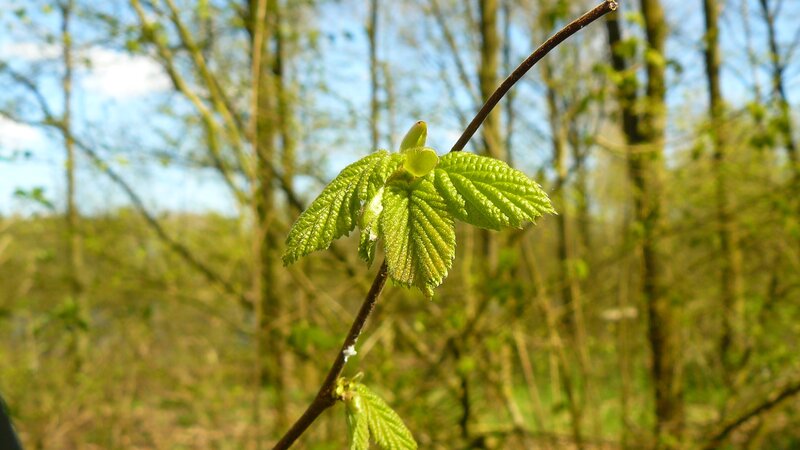 New Leaves on Tree Branch — Green, Serene, Spring, Photograph