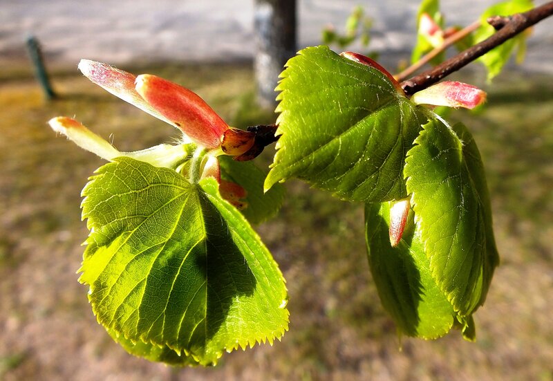 New Leaves on Tree Branch — Green, Serene, Spring