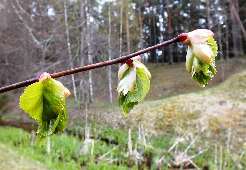 New Leaves on Tree Branch — Green, Serene