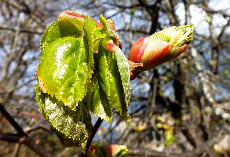 New Leaves on Tree Branch — Green