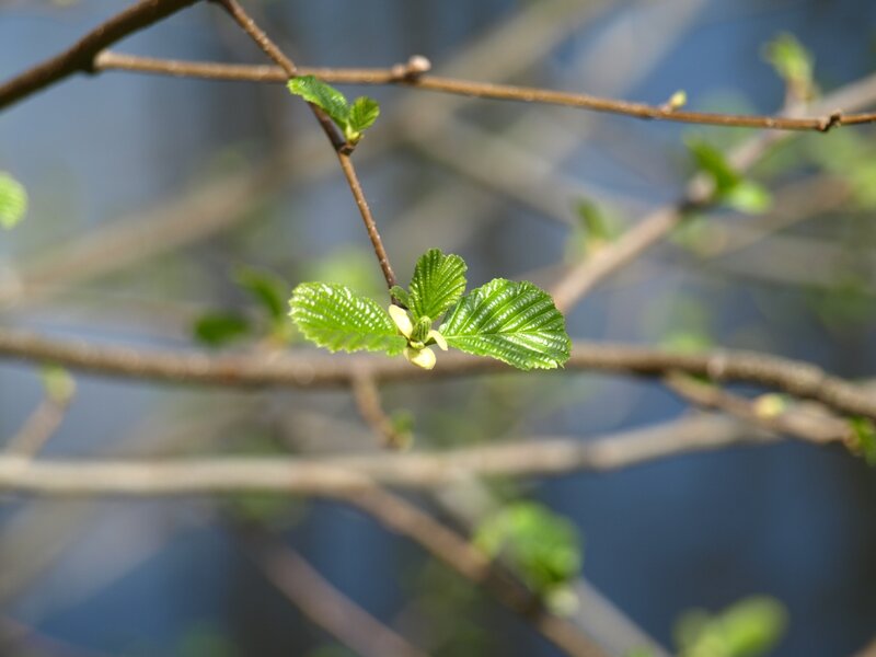 New Leaves on Tree Branch
