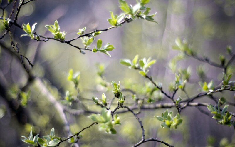 new leaves on tree branches