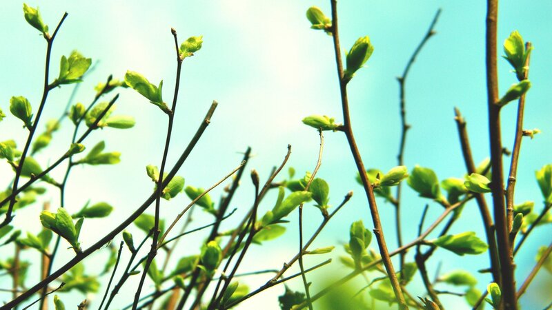 New Leaves on Tree Branches — Green, Serene