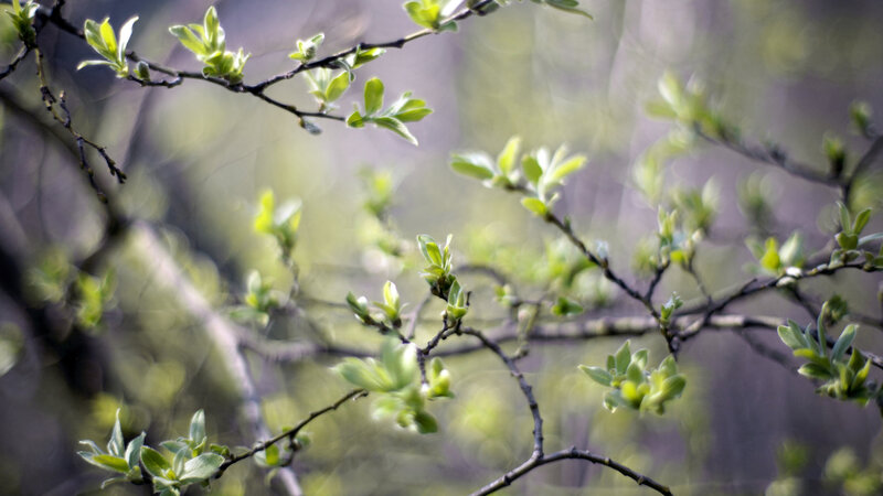 new leaves on tree branches