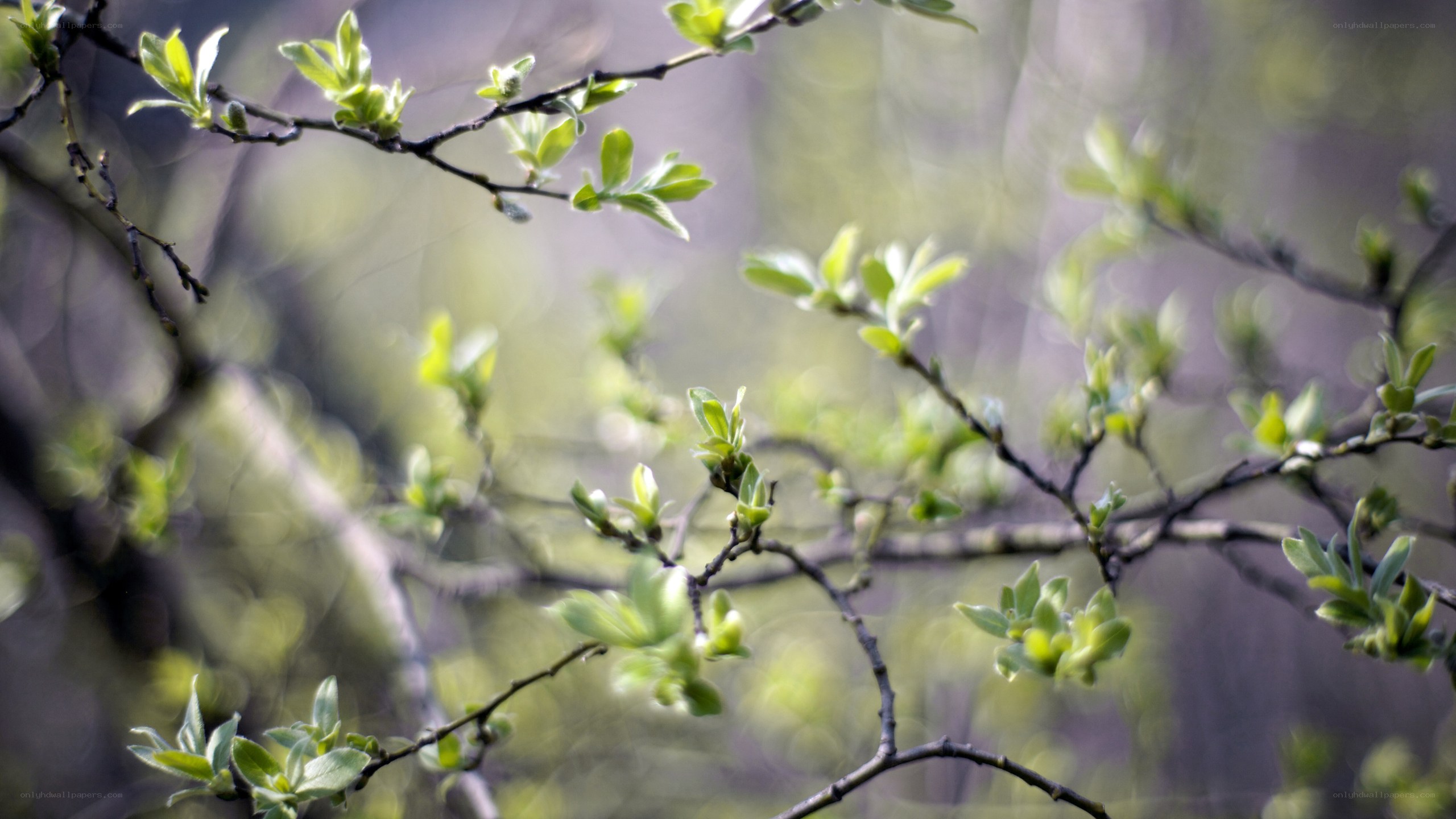 new leaves on tree branches