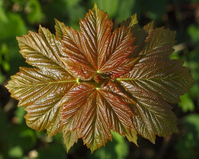 new maple leaf cluster