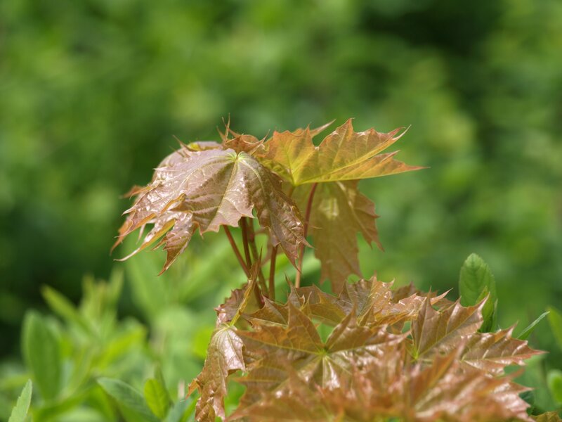 New Maple Leaves — Brown