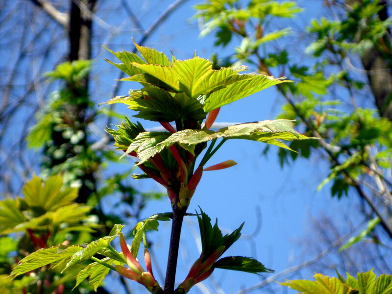 New Maple Leaves