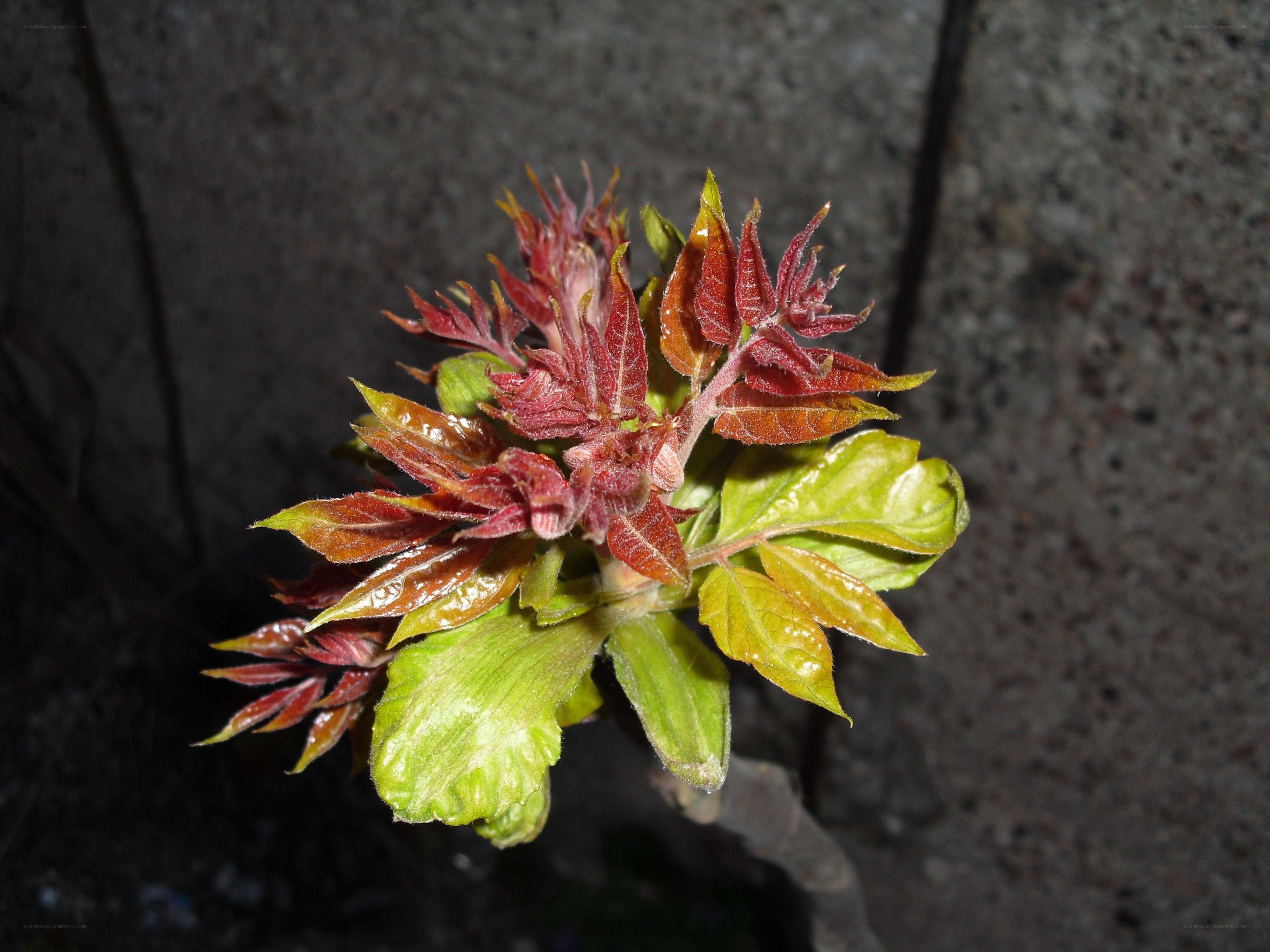 new red and green leaves