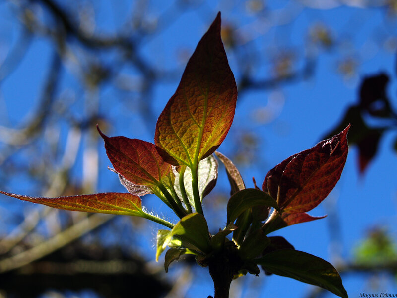 New Red Leaves on Branch