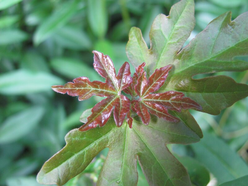 new red leaves on green plant