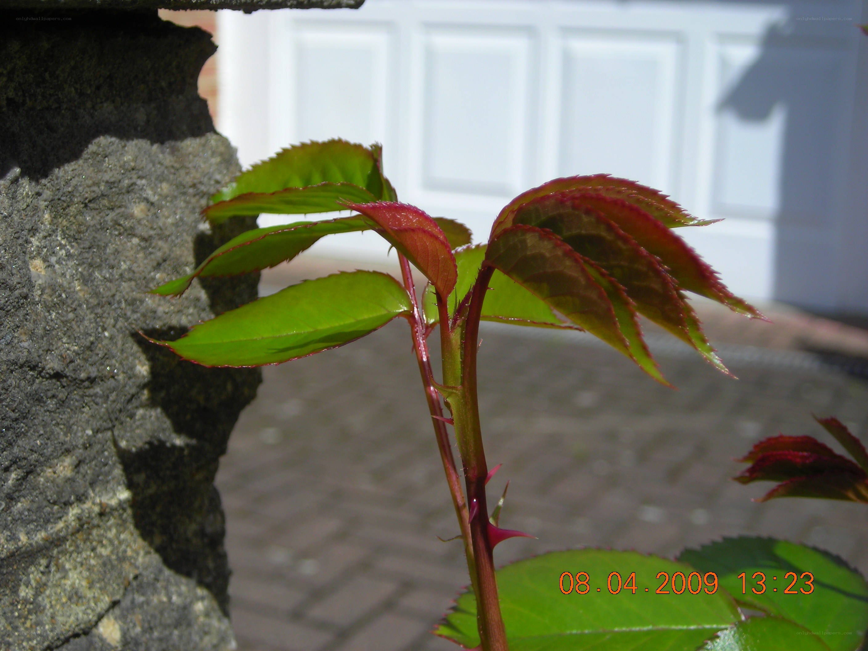 new rose growth