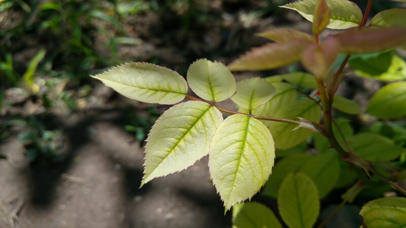 New Rose Leaves — Green