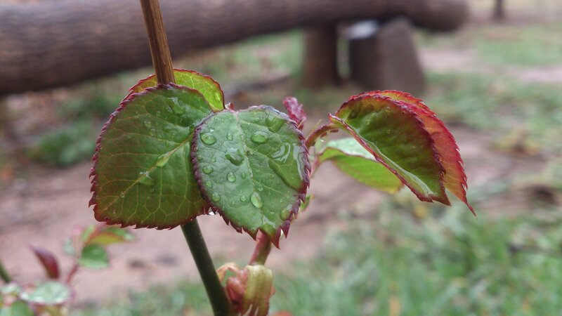 New Rose Leaves