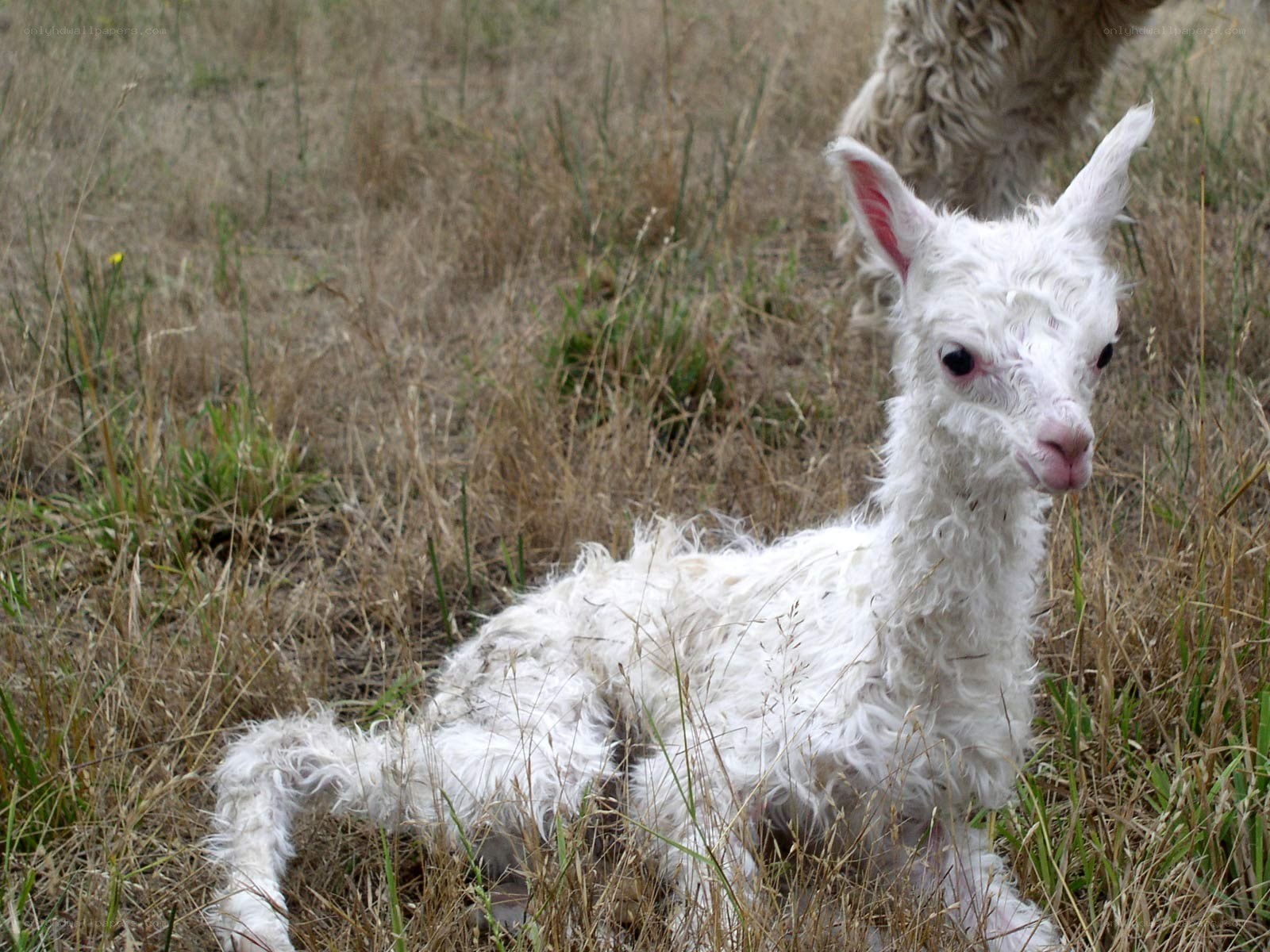 Newborn alpaca in grass