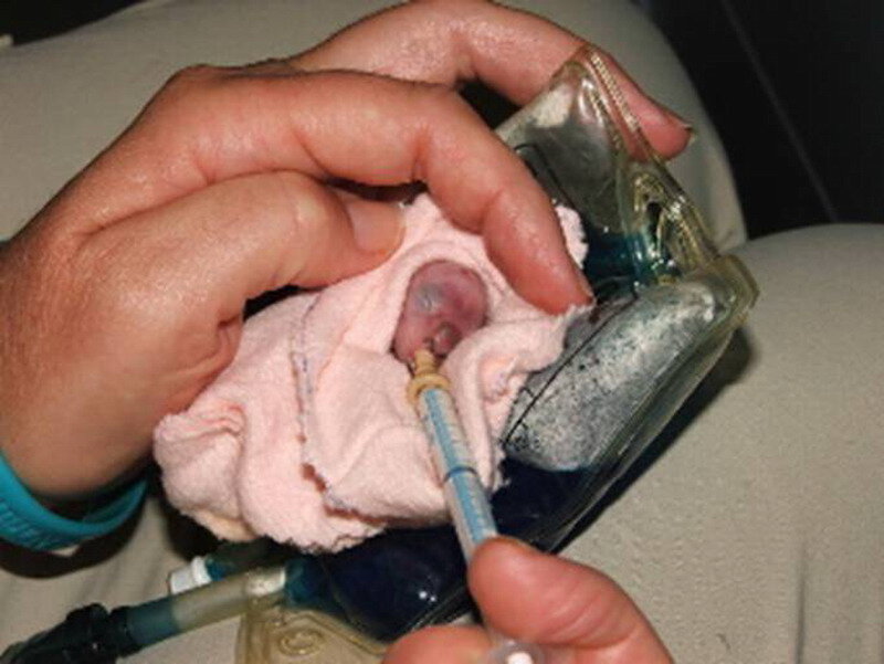 Newborn Baby Being Fed