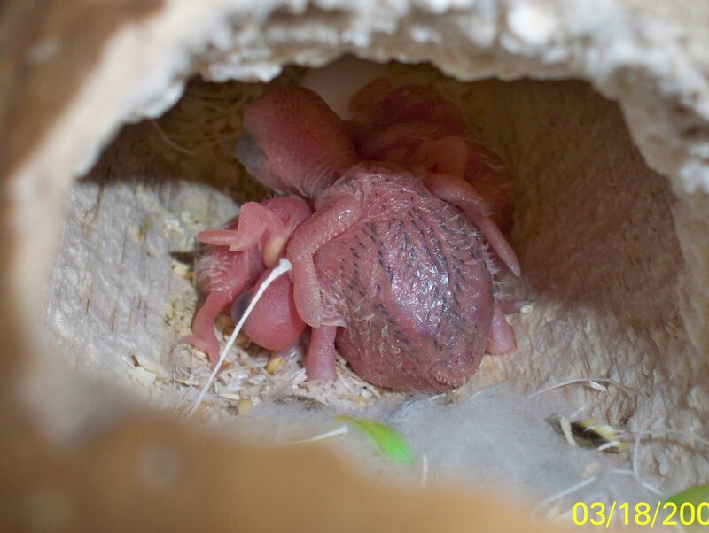 newborn baby birds in nest