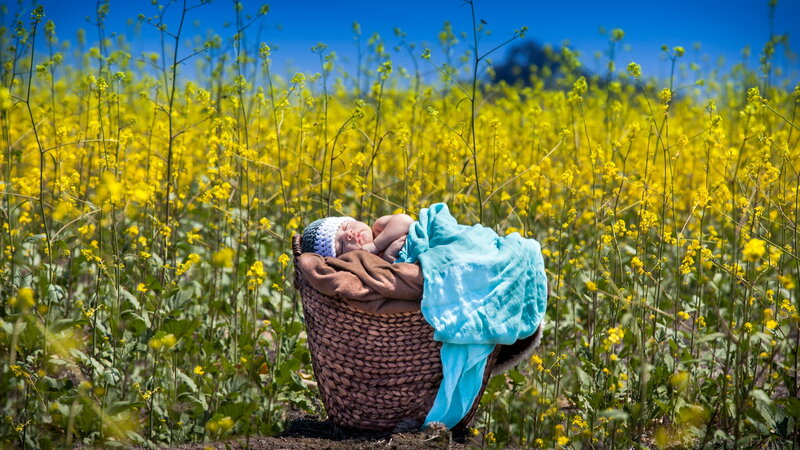 Newborn Baby in Basket — Yellow, Serene