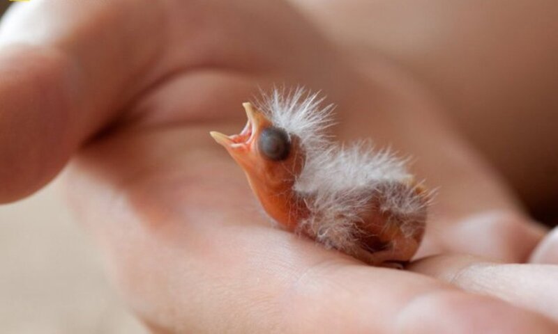 Newborn Bird in Hand