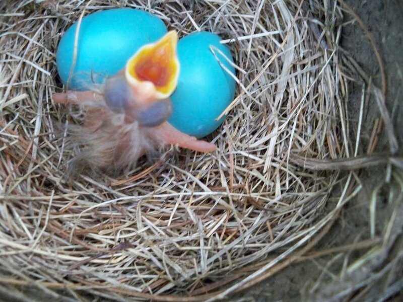 Newborn Bird in Nest