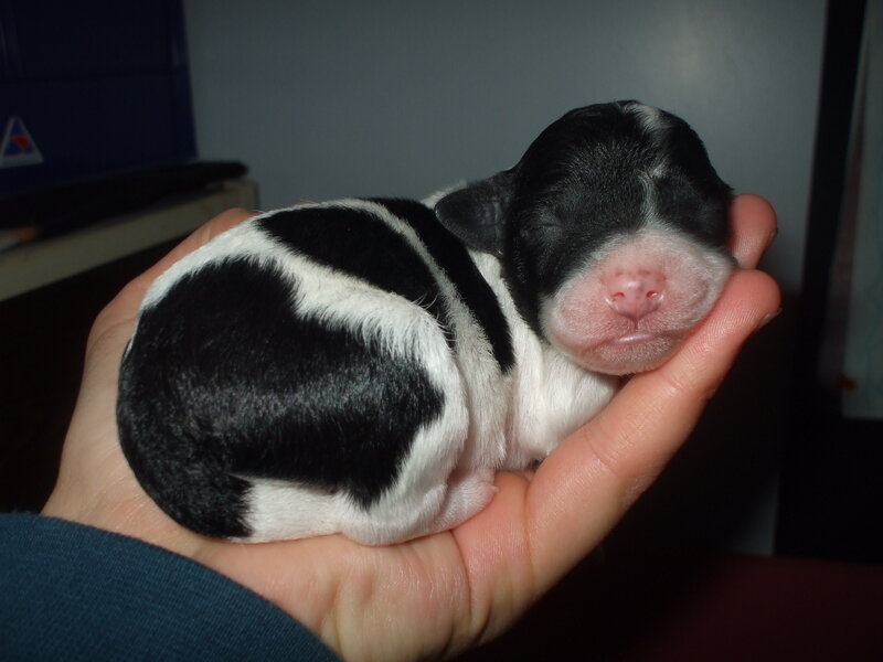 Newborn Black and White Puppy