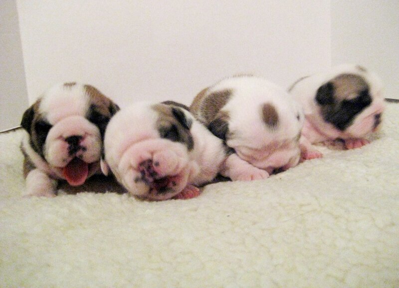 newborn bulldog puppies