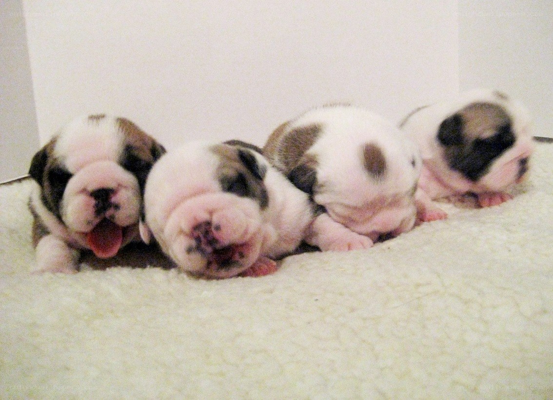 newborn bulldog puppies