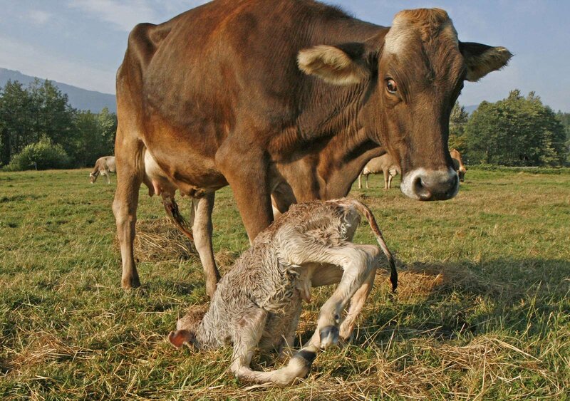 Newborn Calf with Mother